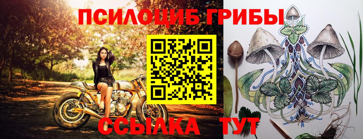 Псилоцибиновые грибы Psilocybe Тюмень